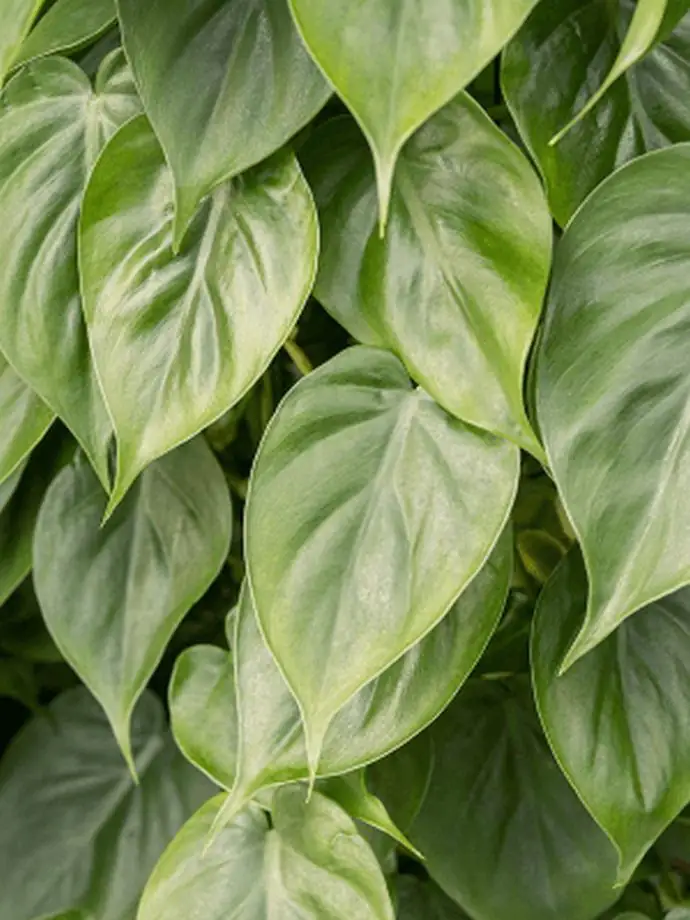 Филодендрон D13 H20 - Philodendron Scandens Hanger - Image 2