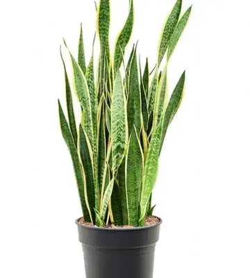 Сансевиера D30 H95 - Sansevieria Laurentii