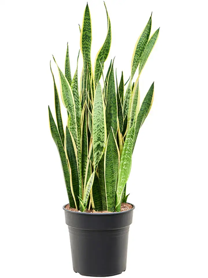 Сансевиера D30 H95 - Sansevieria Laurentii