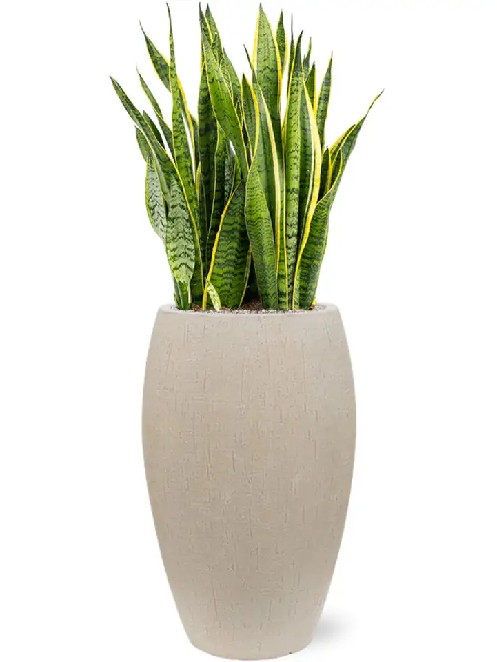 Сансевиера D30 H95 - Sansevieria Laurentii - Image 3