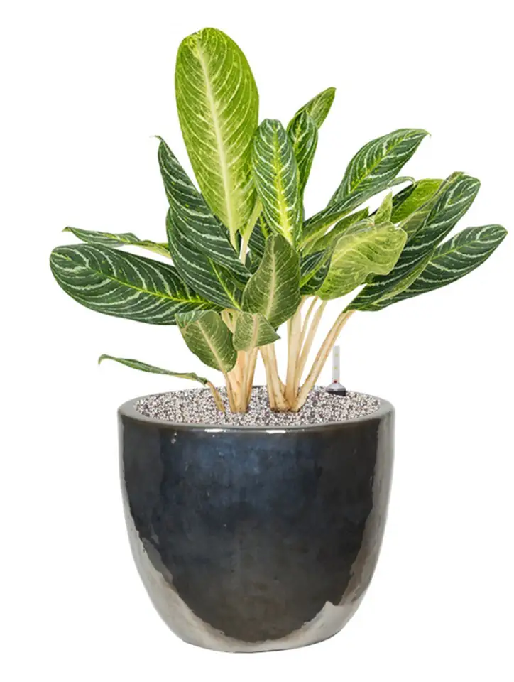 Plain D39(31) H34(32) - Couple Metal Blaze - Image 2