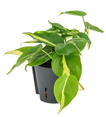 Филодендрон D13 H20 - Philodendron scandens Brasil