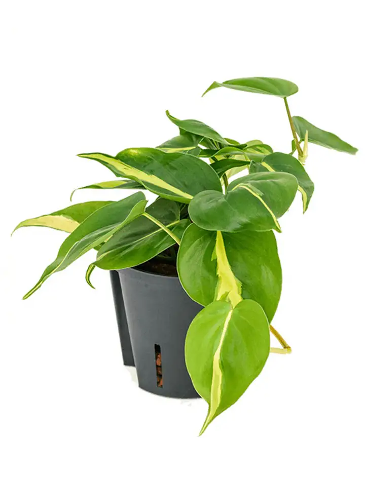 Филодендрон D13 H20 - Philodendron scandens Brasil