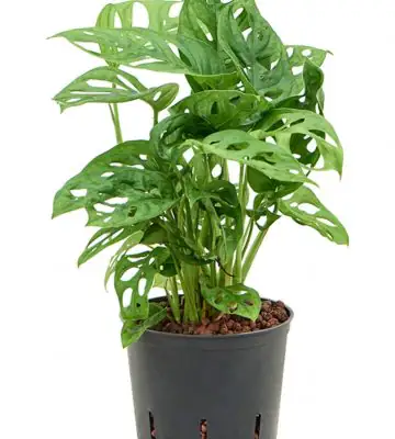 Монстера D13 H35 - Monstera obliqua