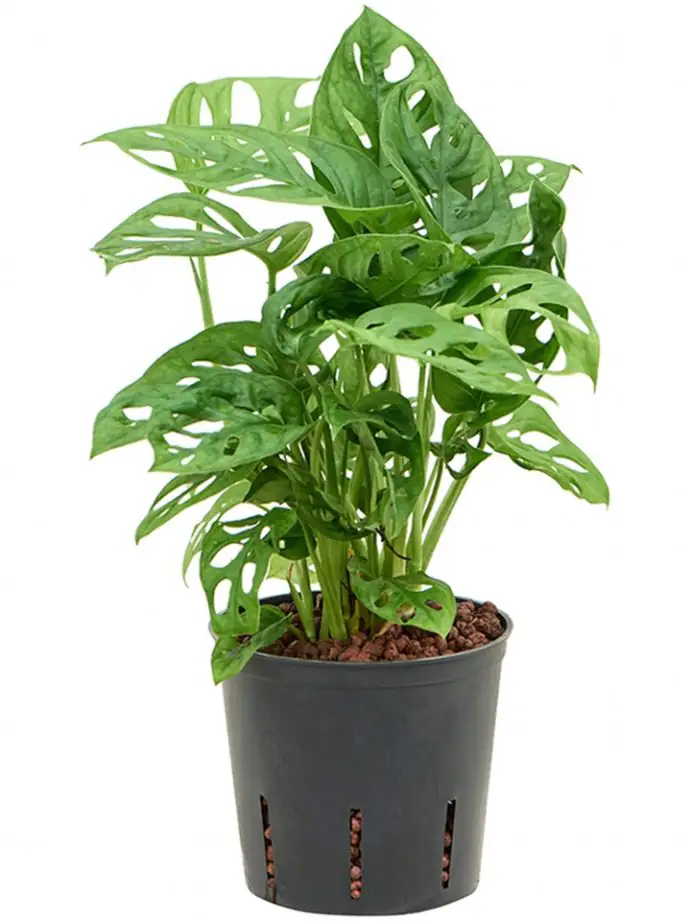 Монстера D13 H35 - Monstera obliqua