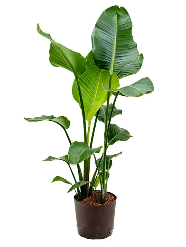 Стрелиция D22 H90 - Strelitzia Nicolai