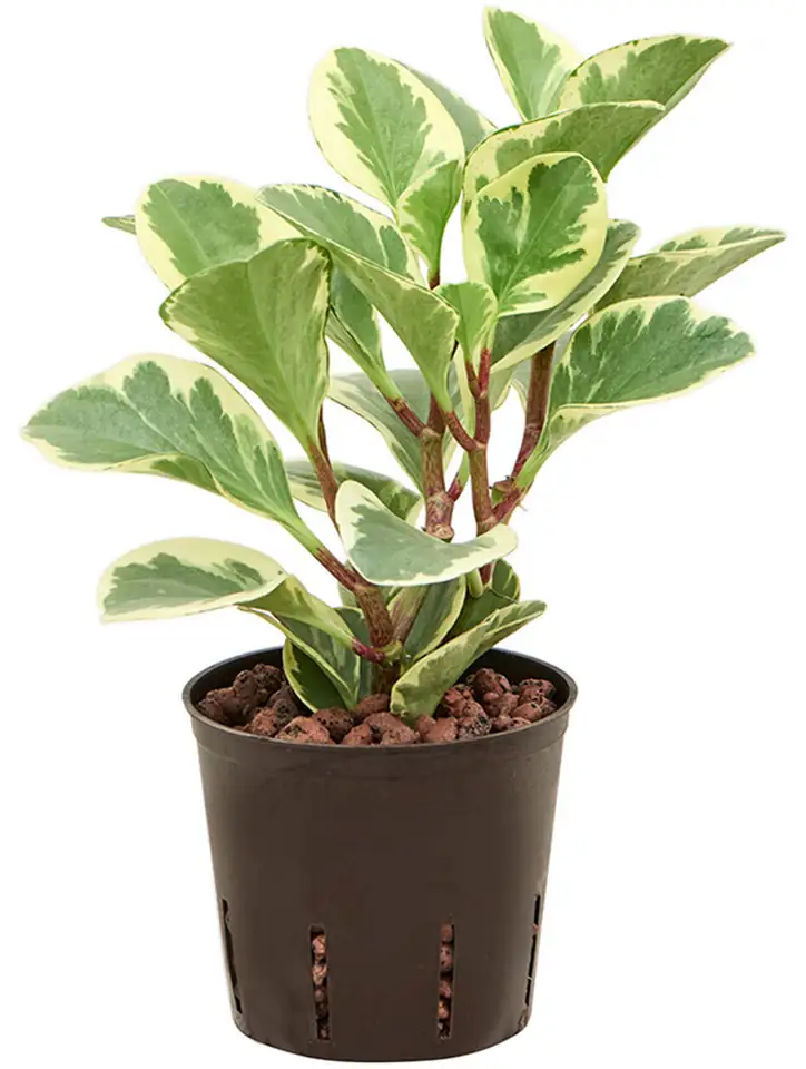 Пеперомиа D13 H30 - Peperomia USA