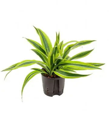 Драцена D13 H35 - Dracaena fragrans Lemon Lime