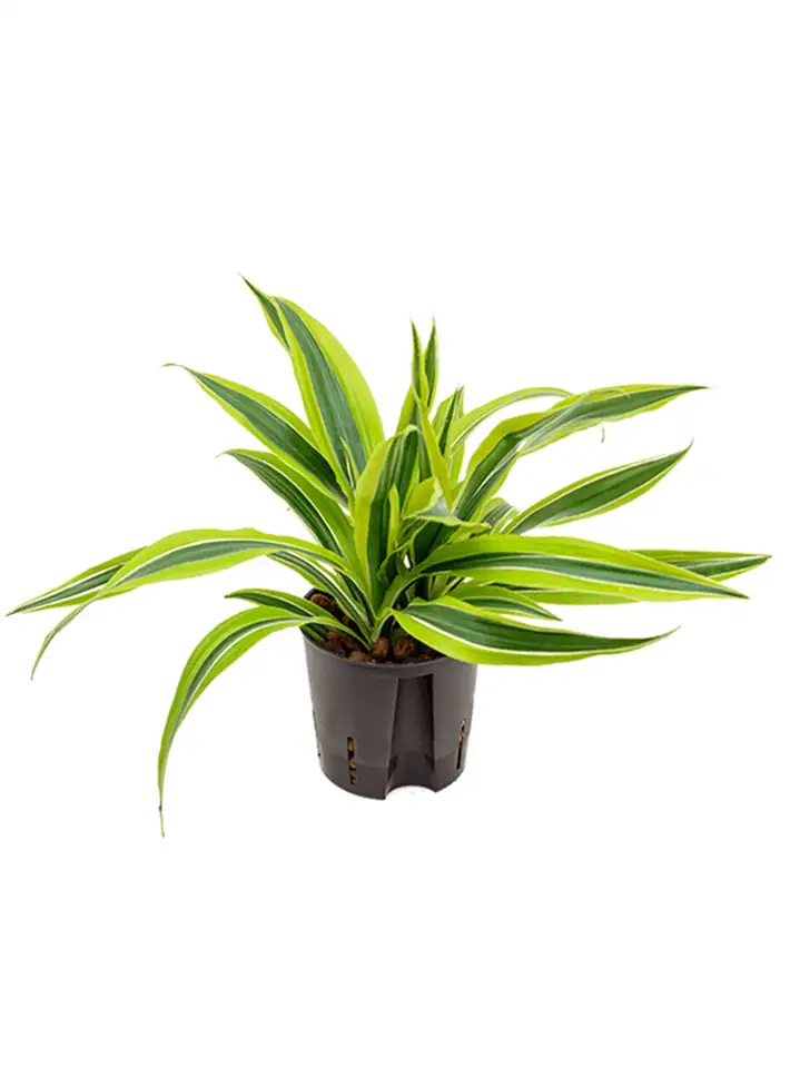Драцена D13 H35 - Dracaena fragrans Lemon Lime