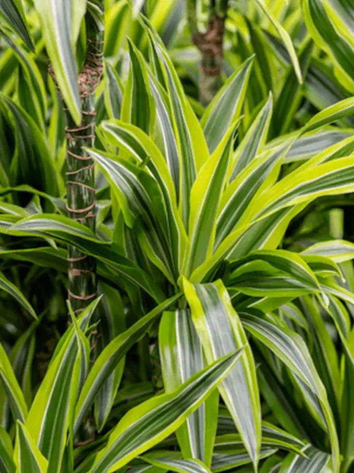 Драцена D13 H35 - Dracaena fragrans Lemon Lime - Image 2