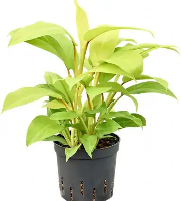 Филoдендрон D13 H35 - Philodendron Malay Gold