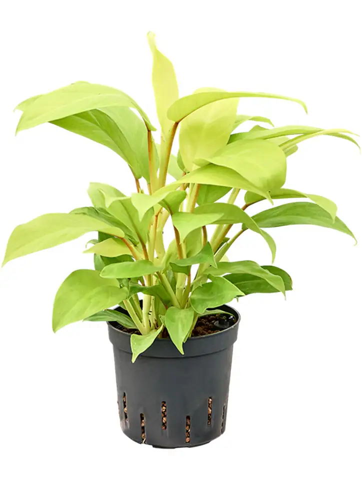 Филoдендрон D13 H35 - Philodendron Malay Gold