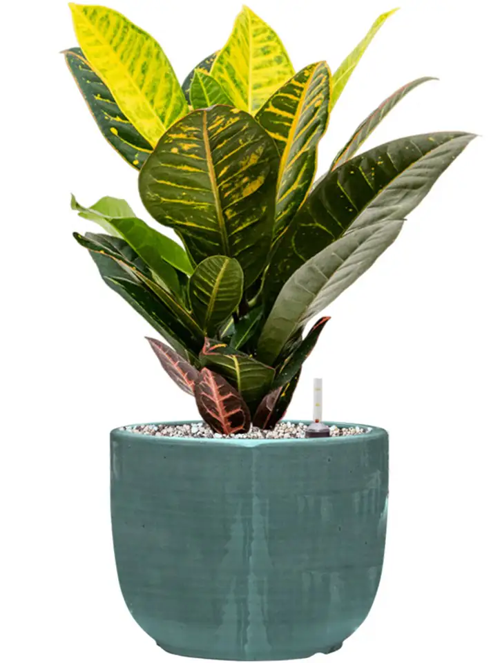 Plain Striped D21 H16 - Couple aqua - Image 2