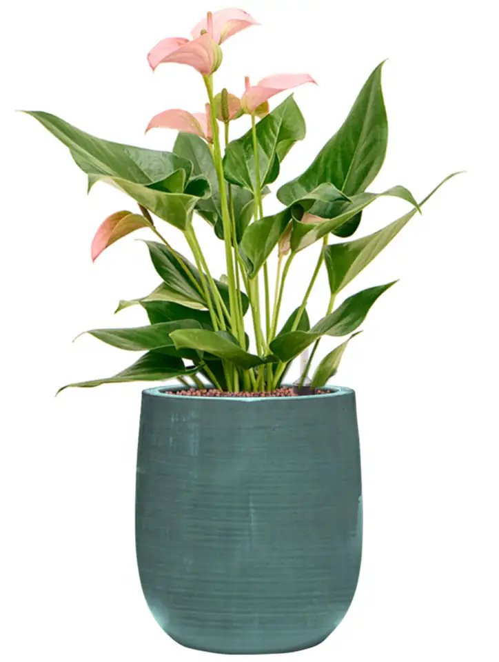 Plain Striped D20 H23 - Darcy aqua - Image 2