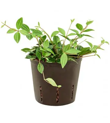 Пеперомиа D13 H20 - Peperomia Dahlstedtii