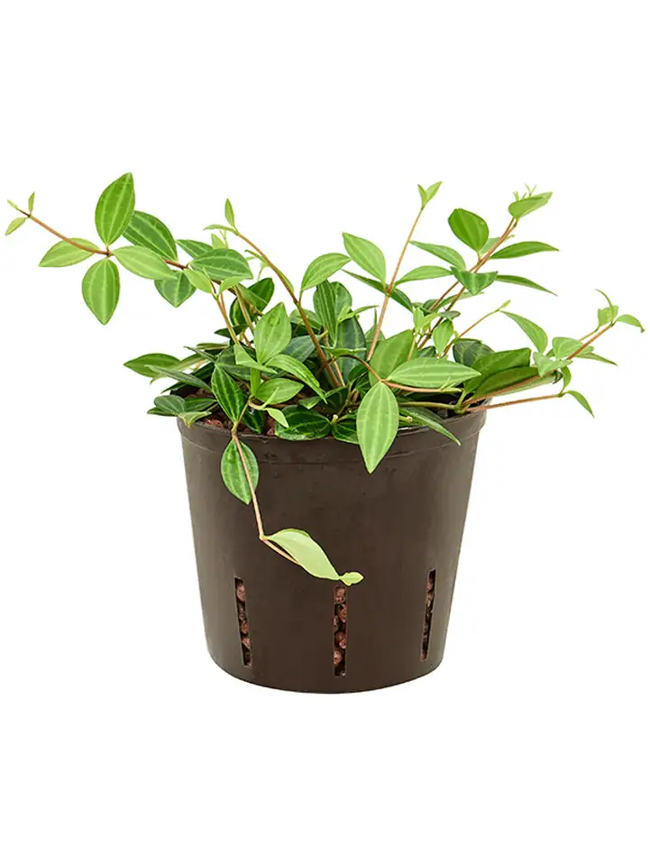 Пеперомиа D13 H20 - Peperomia Dahlstedtii