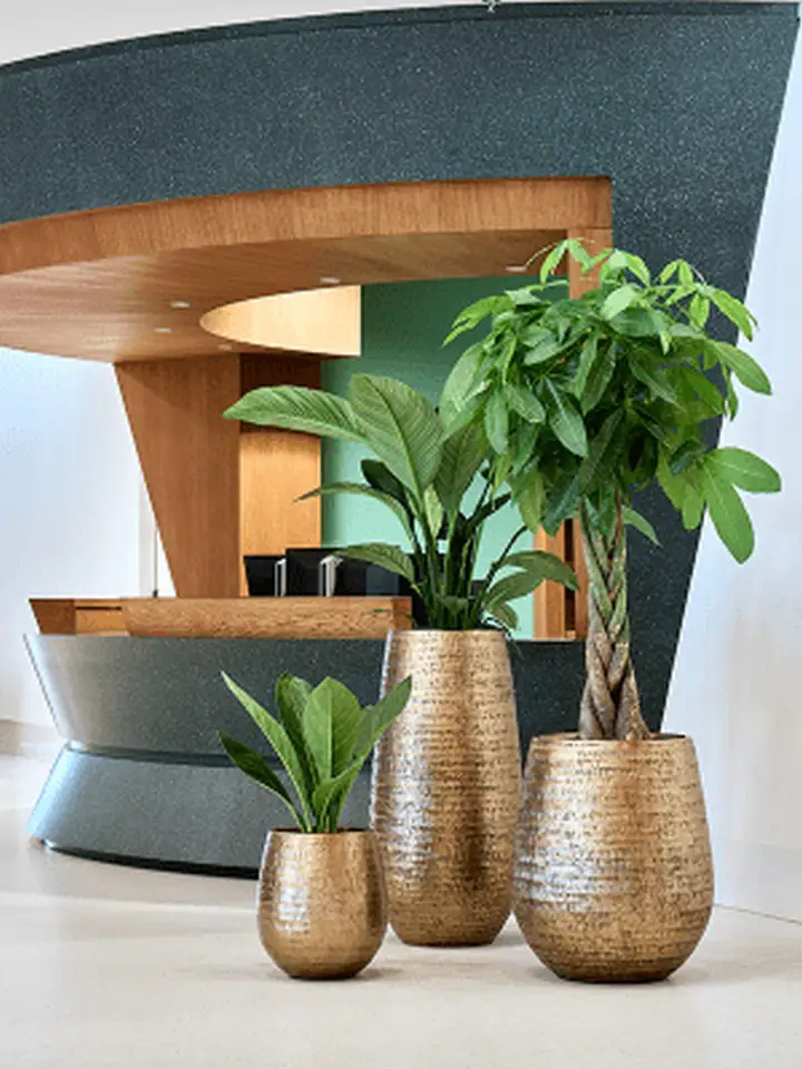 Opus D45 H48 - Hammered Darcy gold - Image 2