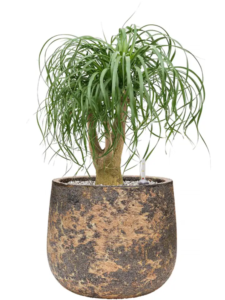 Atlas D34 H29 - Darcy brown - Image 2