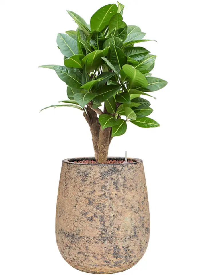 Atlas D27 H29 - Darcy high brown - Image 2