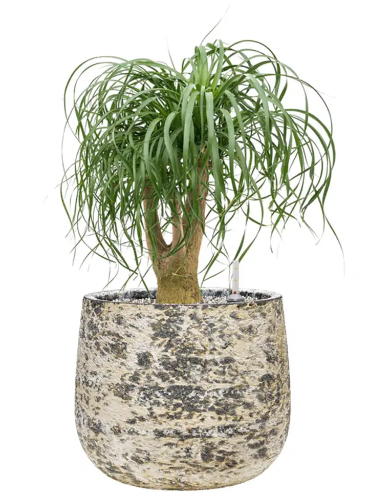 Atlas D34 H29 - Darcy white - Image 2