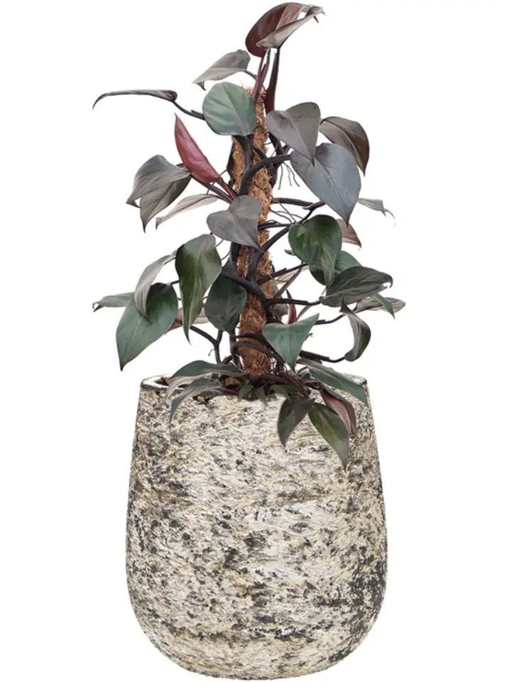 Atlas D27 H29 - Darcy high white - Image 2