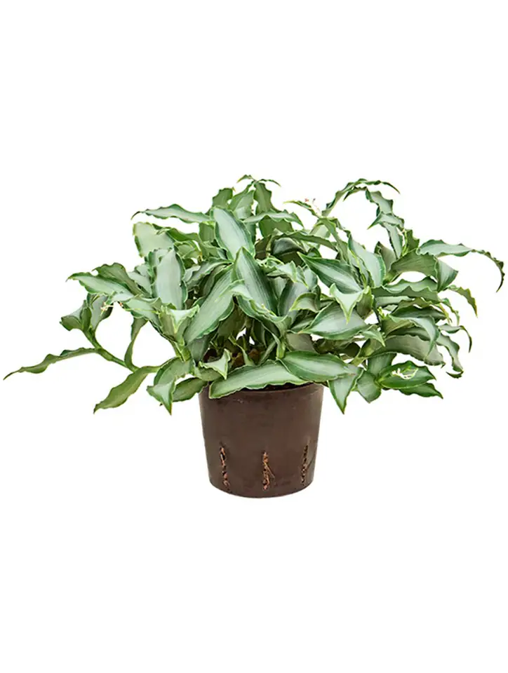 Мурданиа D13 H30 - Murdannia Bright Star