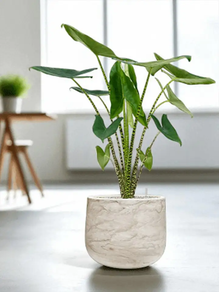 Algar Darcy D44 Н36 - white - Image 2