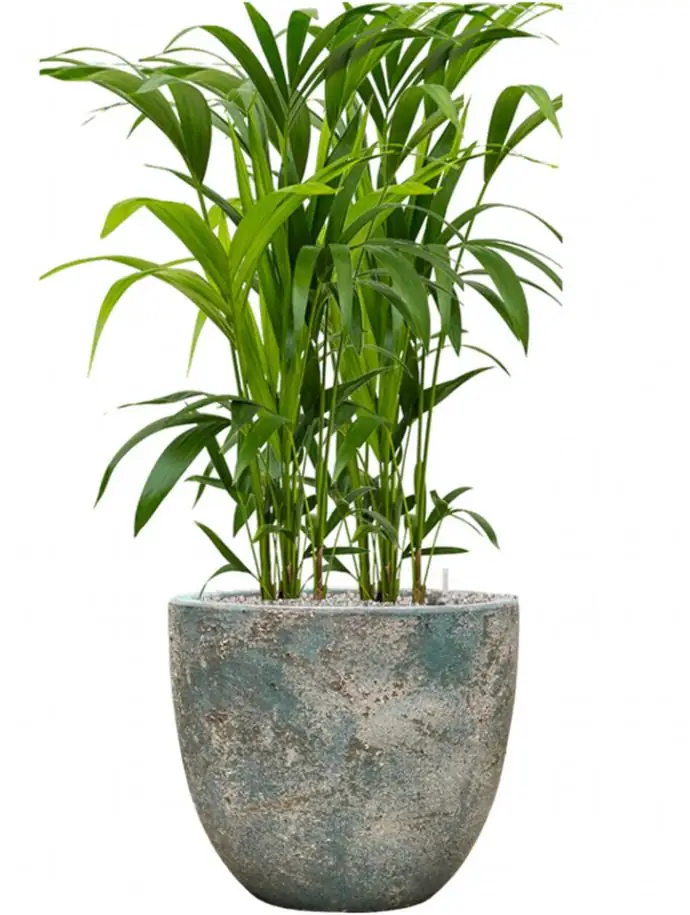 Sandora D45 H42 - Couple green - Image 2