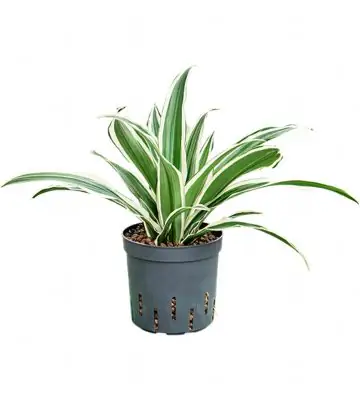 Драцена D13 H30 - Dracaena White Stripe