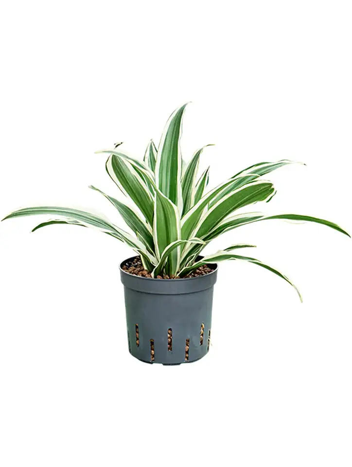 Драцена D13 H30 - Dracaena White Stripe