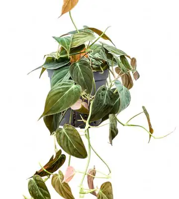 Филодендрон D13 H25  - Philodendron micans Hanger