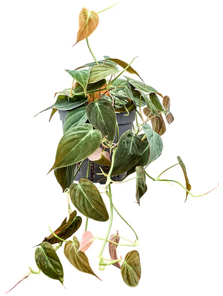 Филодендрон D13 H25  - Philodendron micans Hanger