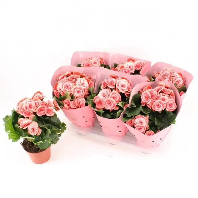 Бегония D14 H32 - Begonia Elatior