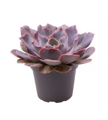 Ечеверия D6 H8 - Echeveria Shaviana Pink Frills