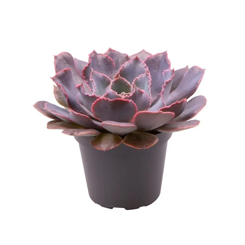 Ечеверия D6 H8 - Echeveria Shaviana Pink Frills