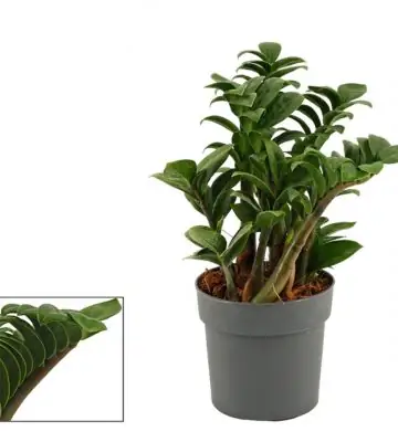 Замиокулкас D12 H28 - Zamioculcas Zenzi 5st