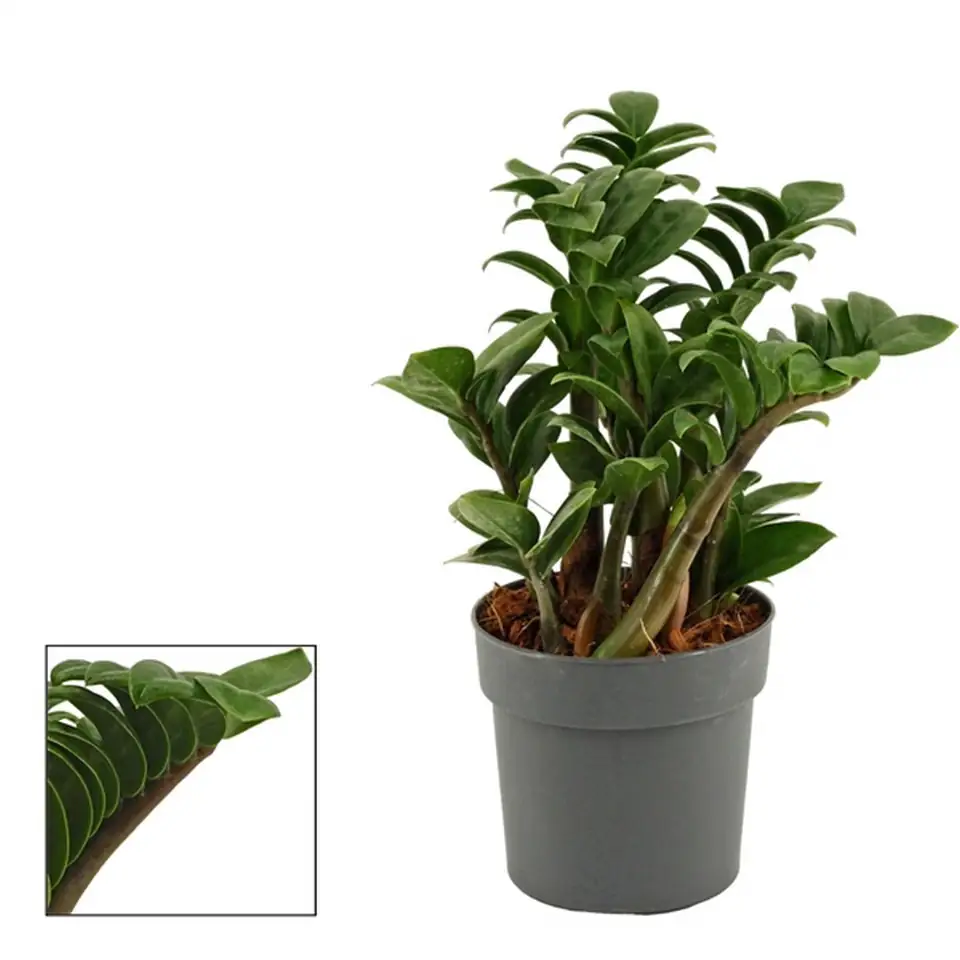 Замиокулкас D12 H28 - Zamioculcas Zenzi 5st