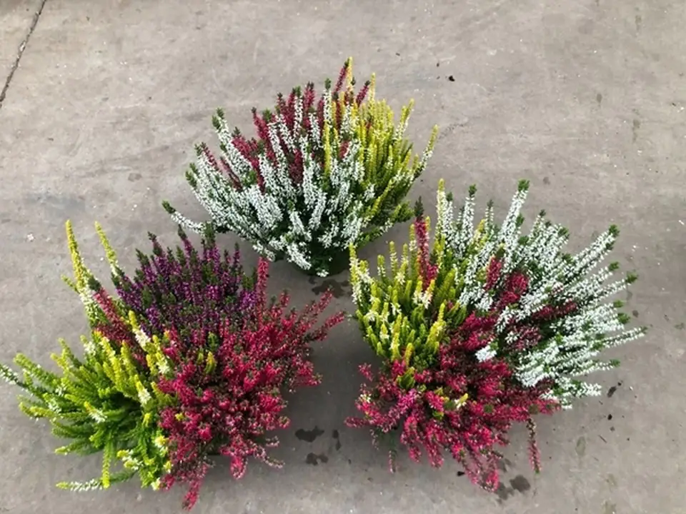 Калуна D19 H33 - Calluna Garden Girls mix