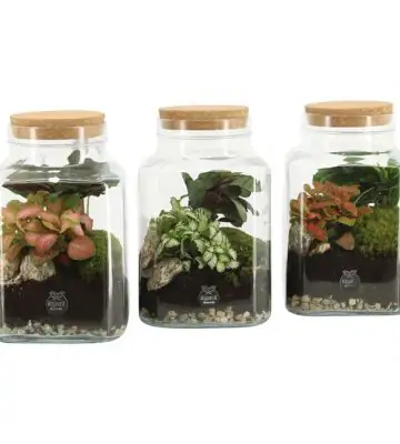 Растения в стъклен съд D13 H20 екосистема - Terrarium