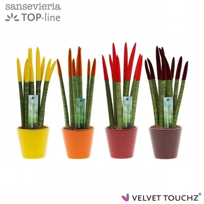 Сансевиера D8.5 H30 - Sansevieria Spaghetti Velvet
