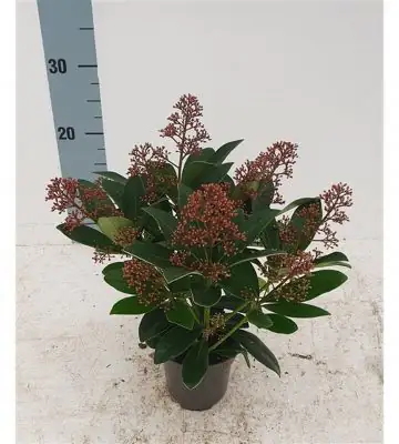 Скимиа D13 Н30 - Skimmia jap Rubella