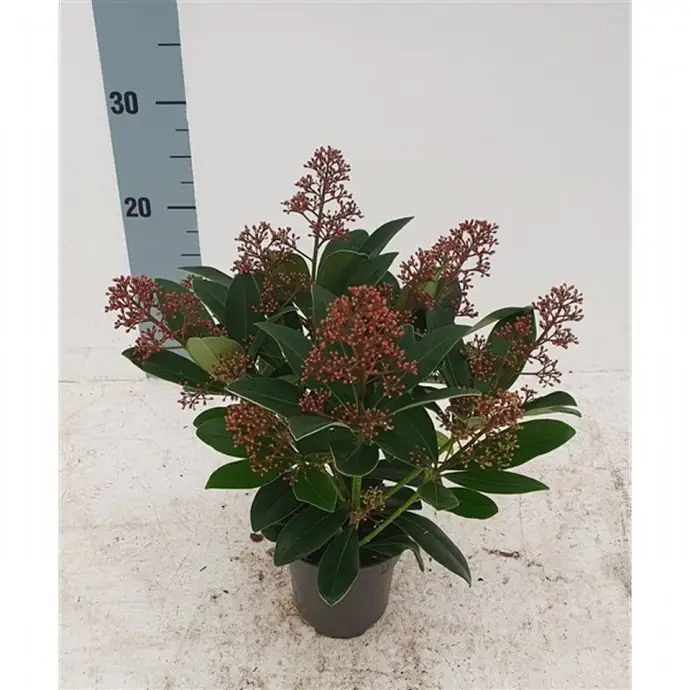 Скимиа D13 Н30 - Skimmia jap Rubella