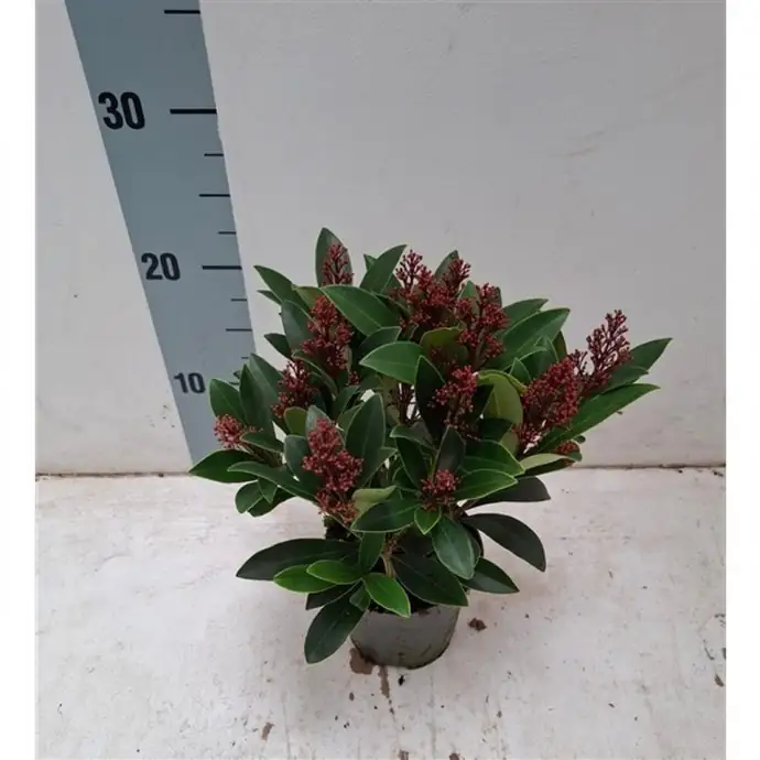 Скимиа D13 Н30 - Skimmia jap Rubella - Image 2
