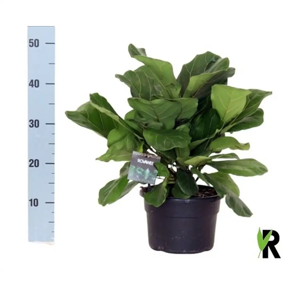 Фикус D21 H55 - Ficus Lyrata Bambino - Image 2