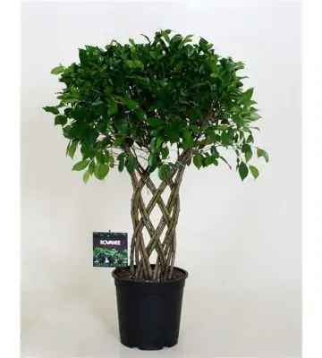 Фикус D27 H110 - Ficus Microcarpa Moclame