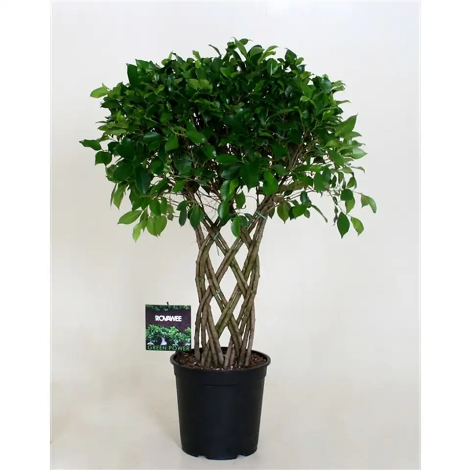 Фикус D27 H110 - Ficus Microcarpa Moclame