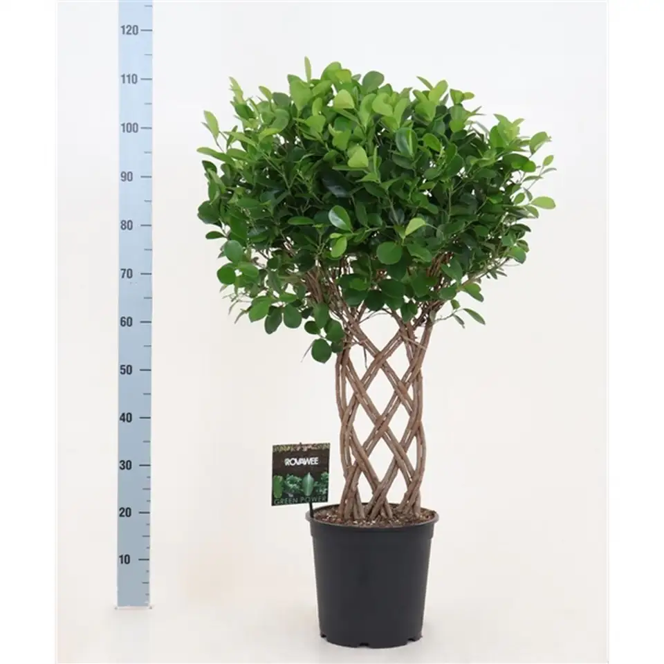 Фикус D27 H110 - Ficus Microcarpa Moclame - Image 2