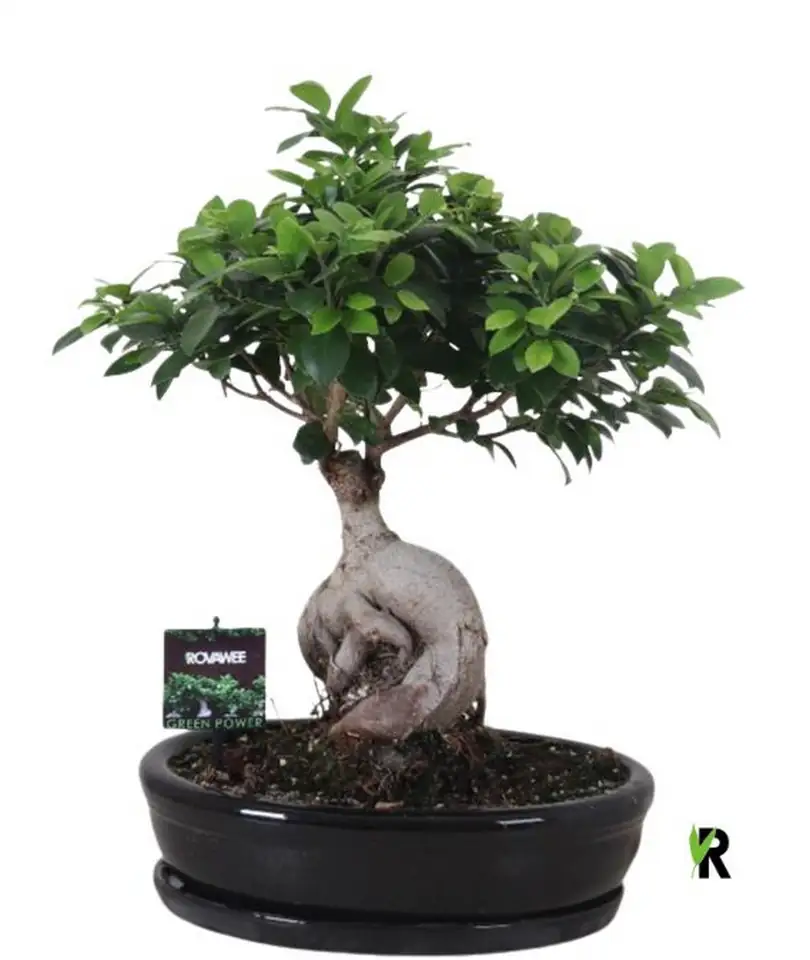 Фикус D35 H45 - Ficus Microcarpa Ginseng