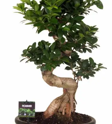 Фикус D35 H70 - Ficus Microcarpa Ginseng
