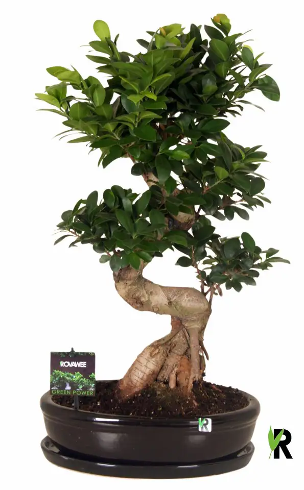Фикус D35 H70 - Ficus Microcarpa Ginseng
